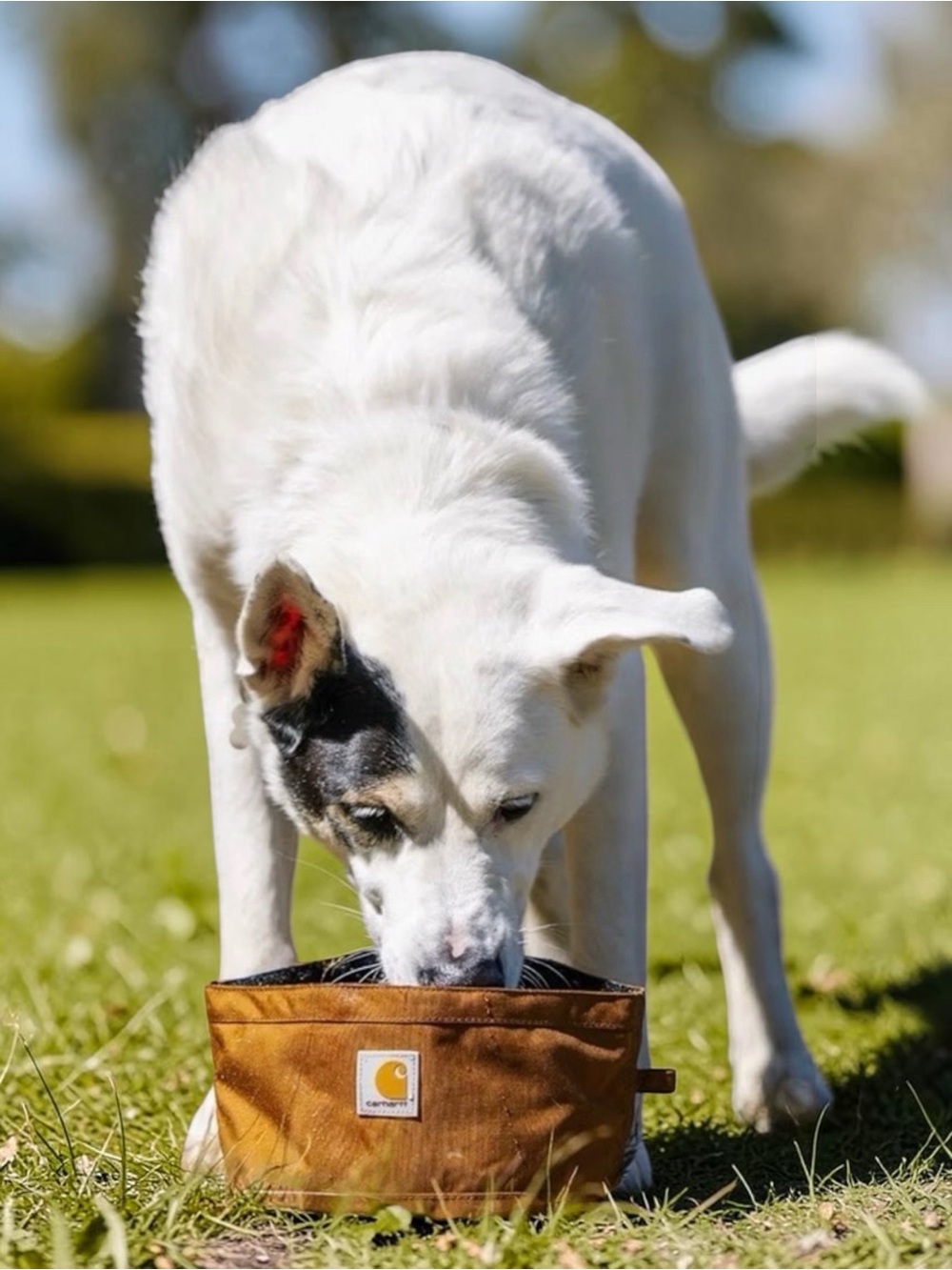 Carhartt Nylon Duck Travel Dog Bowl in classic Carhartt Brown